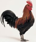 Le coq Gaulois